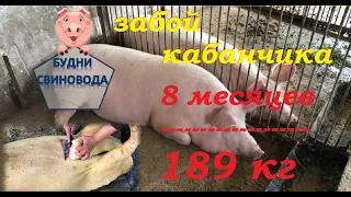 Забой кабана//  разделка от мастера//ландрас&большая белая//разделка кабана на продажу