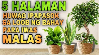 THESE PLANTS ARE NOT LUCKY PLANTS IN HOME | 5 Halaman huwag ipasok sa loob ng bahay para iwas malas