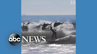 Dolphins leap from waves alongside surfers