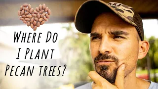 Where To Plant Pecan Trees? Planting Pecan Trees In The Right Place.