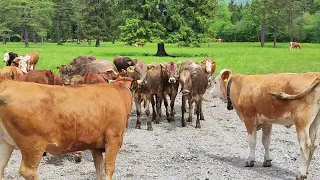 Frischfleisch in den Bergen