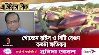 গোল্ডেন রাইস ও বিটি বেগুনের স্বাস্থ্য ঝুঁকির ও কৃষি ঝুঁকি নিয়ে বিতর্ক কেন || BELA || Independent TV