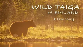 WILD TAIGA OF FINLAND - A LOVE STORY | Wildlife Photography, Photo Blind, Bears and Wolves