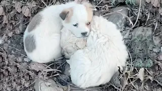 -6°C, two poor puppies hugged each other and sat shivering in the bushes on the side of the road