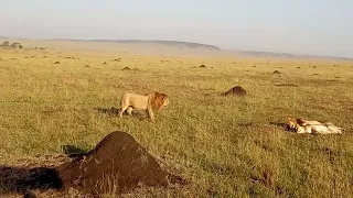 Male lions fighting on the Massai Mara