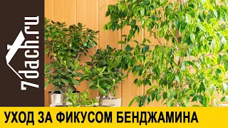 Уход за фикусом. Как ухаживать за фикусом, чтобы он не сбрасывал листья - 7 дач