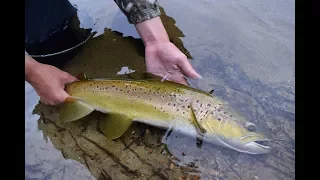 Fly fishing in a crystal clear New Zealand stream.