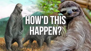 What Happened to Sloths?