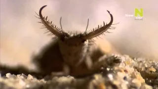 Viasat Nature: Мир насекомых и пауков (1 серия) / Insects: Little Matters / 2013 /