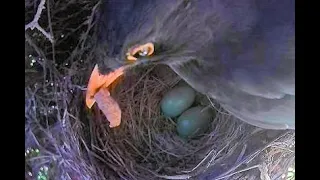 Blackbird nest - Day 3 Part 2