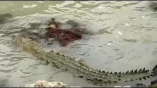 Jamaica 🇯🇲 big crocodile 🐊 spotted in black river