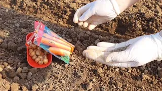 Чому корисно сіяти моркву восени і як зберегти плантацію взимку