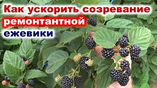 Ускоряем УРОЖАЙ ремонтантной ЕЖЕВИКИ методом прищипки побегов.