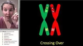 Meiosis 5- Crossing over