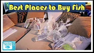 Beginners Guide to The Aquarium Hobby Part 6: Where to Buy Fish