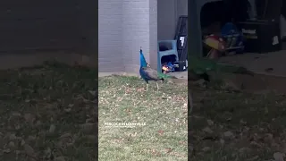 Peacock roaming around Louisville
