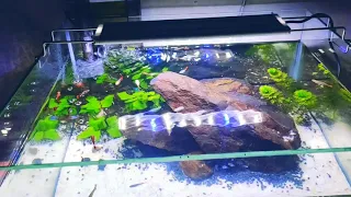 Lion King Aquarium Setup