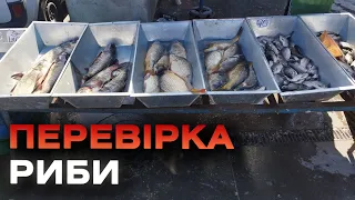 У Вінниці на місцевих ринках перевірили рибу на свіжість