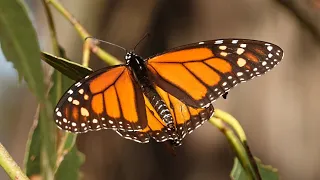 Monarch Butterfly Migration, Santa Cruz, California (Nature Observations)