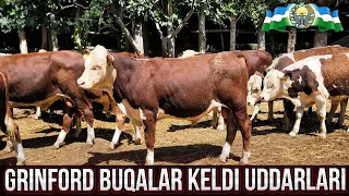 Grinford Buqalar Keldi Uddarlarini So'raganlarga