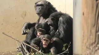 Tama troop is filled with love! by Ibuki  多摩の群れは愛にあふれているんだよ！イブキ Chimpanzee  Tama Zoological Park