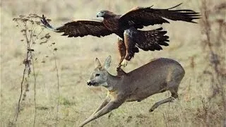 Top 3 Best Eagle Attacks (OWL, DEER & WOLF)