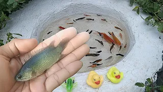 Amazing..The Fun Of Catching Parrot Fish, Beautiful Koi Fish, Molly Fish And Lots Of Cute Toys