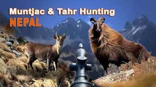 Muntjac & Tahr Hunting in Népal // Chasse au Muntjac & Tahr au Népal // 2021