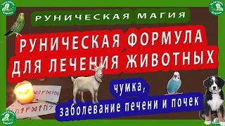 РУНИЧЕСКАЯ МАГИЯ | РУНИЧЕСКАЯ ФОРМУЛА ДЛЯ ЛЕЧЕНИЯ ЖИВОТНЫХ(чумка,заболевание печени и почек).🐶🐈☸