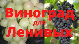 Виноград Продолжаем закладывать виноградник для ленивых Результат Обзор виноградника для ленивых