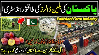 Billion Dollars Industry In The World | Nectarine Farming in Pakistan | Kissan Ka Pakistan