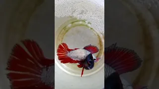 BETTA  FISH  EGG  LAYING  SCANE  😯😯😯