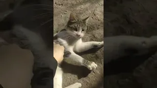 самый маленький кот 🐈🐱