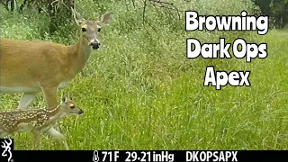 New Fawn: Browning Dark Ops Apex Trail Camera Apr. 28- May 6, 2024