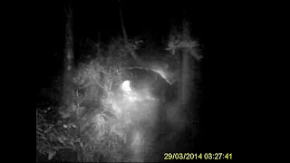 Bigfoot Yowie On Tree Camera