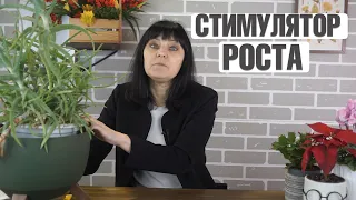 Натуральные стимуляторы укоренения у вас дома ✔️ Сок алоэ помогает укоренять растения