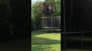 Fox jumping on trampoline like John Lewis Christmas Advert