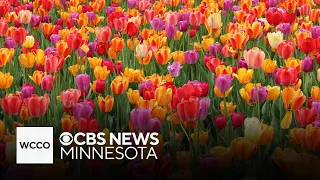 Tiptoe through 40,000 tulips at the Minnesota Landscape Arboretum