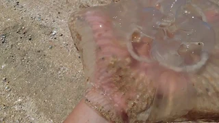Азовское море. Часть 3. Огромные медузы.