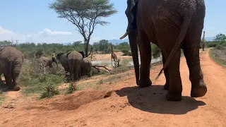 The Elephants Follow Giraffes to the Dam and Khanyisa & Lundi Spend Quality Time Together 🐘