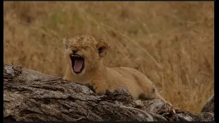 100th Day Special feast of the cutest baby lions in the world, Mawe and Upepo were this big.