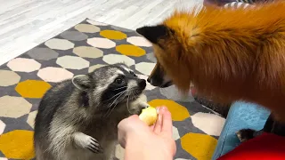 RACCOON GORA IS JEALOUS OF ME FOR NOTYA/Raccoons stole a bag of apples/Fox steals food from raccoons