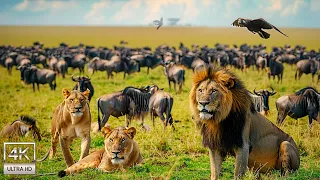 4K African Wildlife: The World's Greatest Migration from Tanzania to Kenya With Real Sounds #16