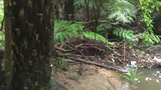 Waterfall in the Forest