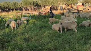 Meto las ovejas en el huerto