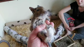 Infos zur Degu-Haltung - Natascha erklärt...