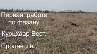 Курцхаар Вест. Первая работа по  фазану.