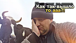 Сильная ТРАВМА ВЫМЕНИ у коровы // что делать если врача нет.