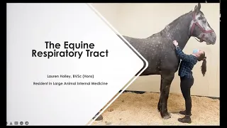 Dr  Lauren Holley discusses the equine respiratory system