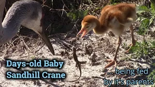 Baby Sandhill Crane Being Fed